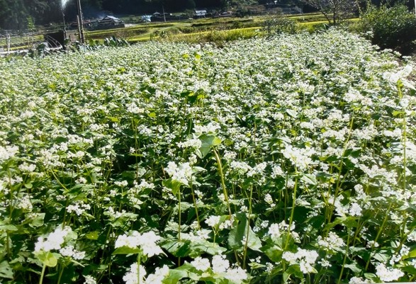 手打ちで食す本格おそば※全コースの中から３コースまでお申し込みいただけます。 イメージ